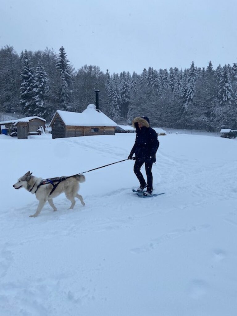 une personne fait une balade en raquette sous la neige tracte par un husky sibérien